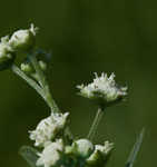 Santa Maria feverfew